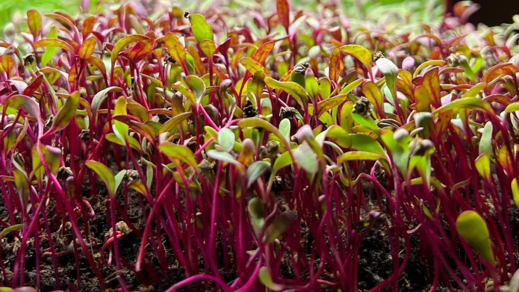 Beet Microgreens