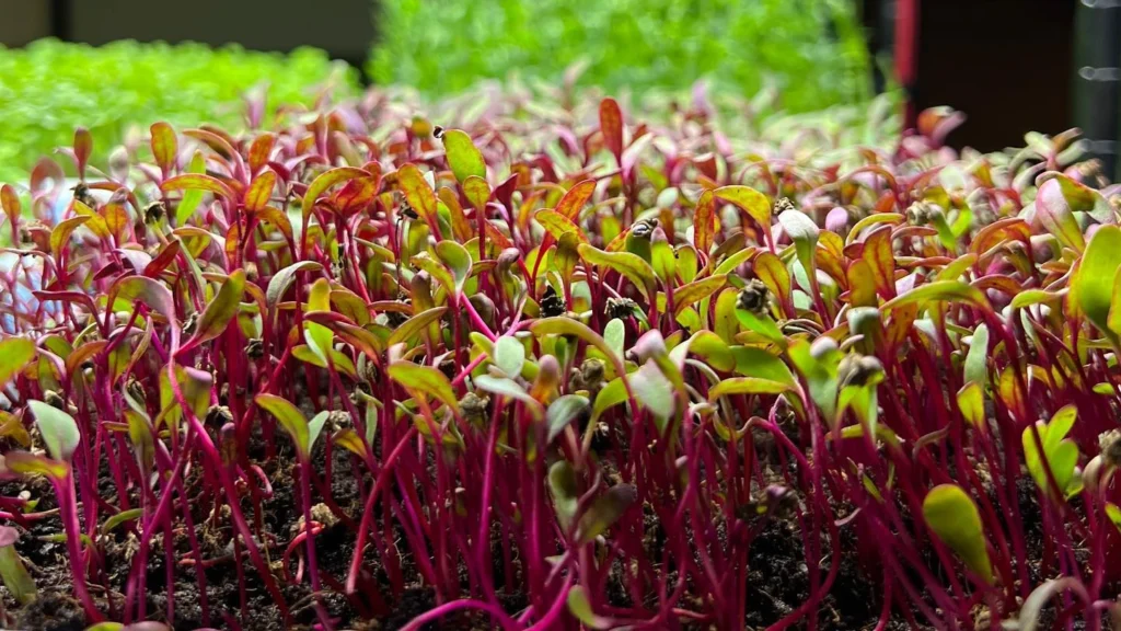 How to Grow Beet Microgreens at Home: Benefits, Taste & Recipes
