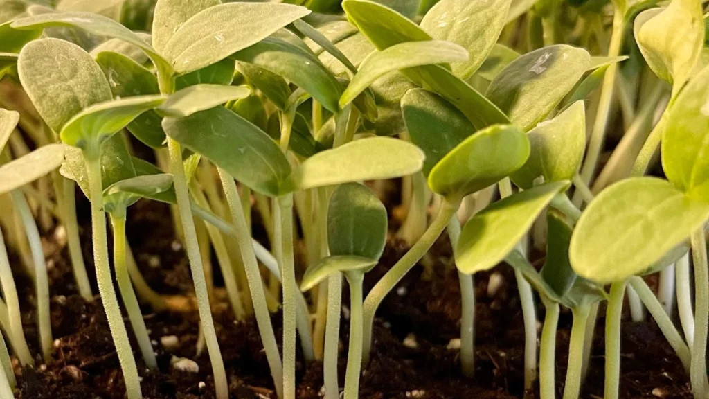 Cantaloupe Microgreens