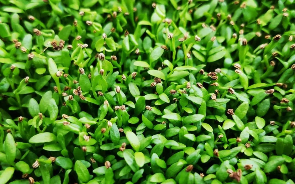 How to Grow Celery Microgreens: Health Benefits & Easy Recipes