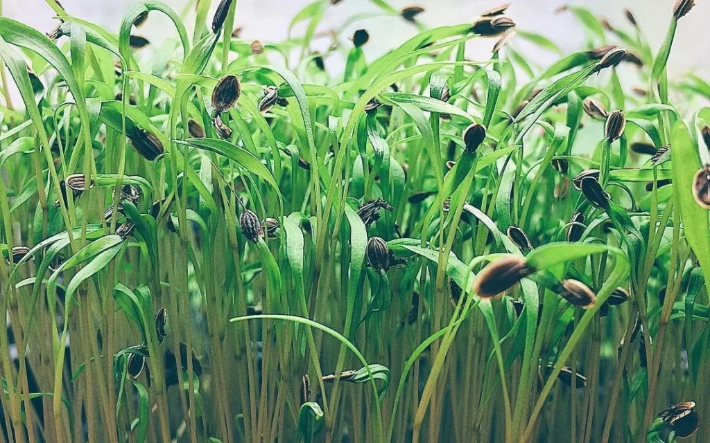 Fennel Microgreens Masterclass: Grow, Market, Health Benefits & Tasty Recipe