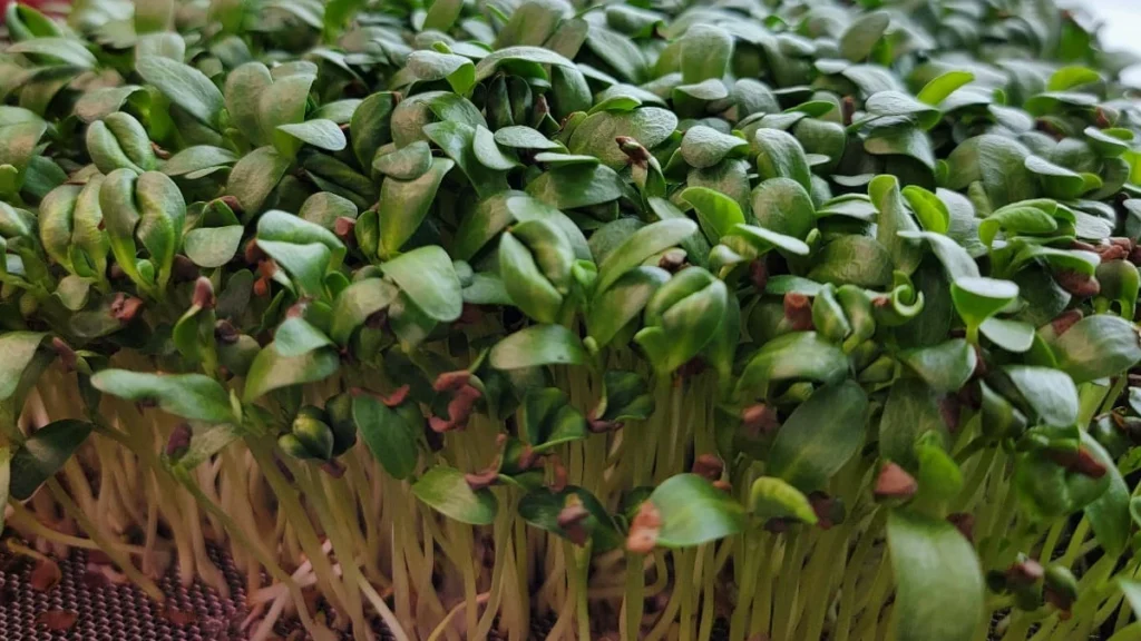 How to Grow Fenugreek Microgreens: Nutrition Facts & Health Benefits