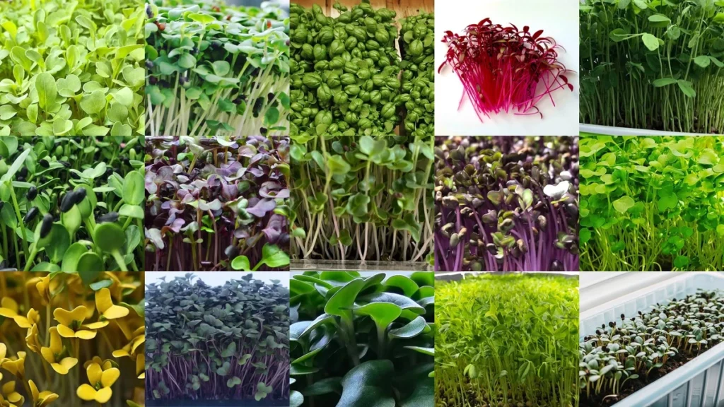 Top 15 Healthiest Microgreens: Nutritional Benefits & Growing Tips