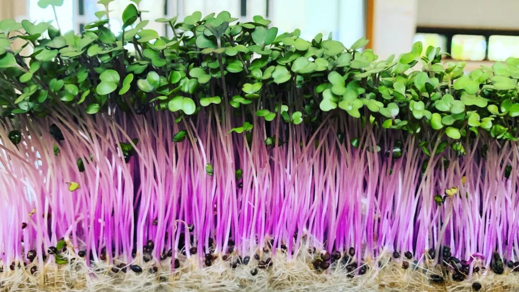 • Kohlrabi Microgreens: How to Grow, Health Benefits & Uses