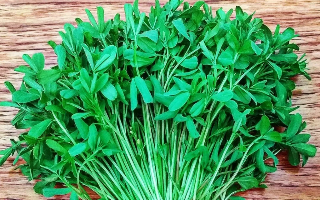 Lentil Microgreens 101: How to Grow, Health Benefits & Tasty Recipes
