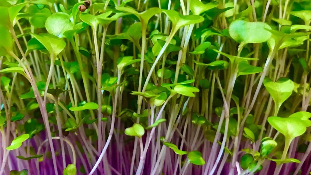 How to Grow Kale Microgreens Indoors: Step-by-Step Guide for a Nutrient-Rich Harvest