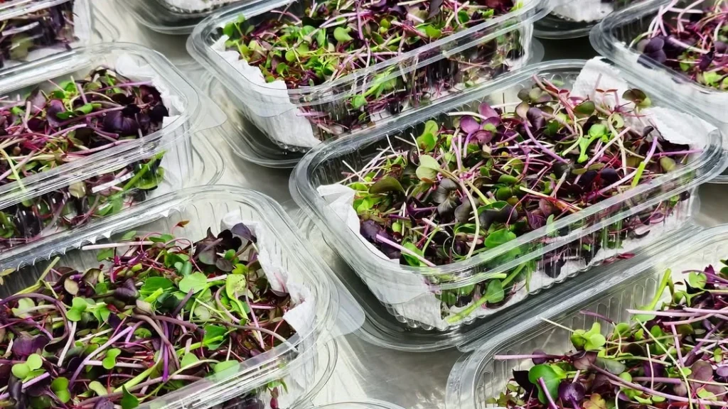 Microgreens Salads