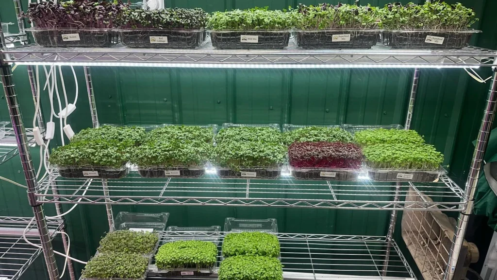 Maximizing Small Spaces: Microgreens Vertical Farming