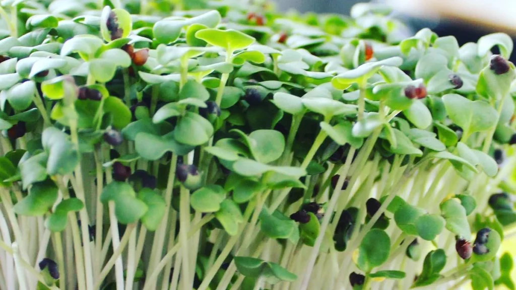 Mustard Microgreens