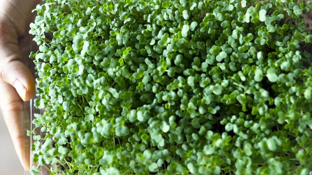 How to Grow Mustard Microgreens at Home: Step-by-Step Guide