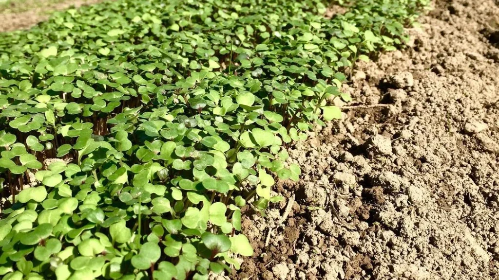 How to Grow Microgreens Outdoors: Step‑by‑Step Guide for Fresh Greens