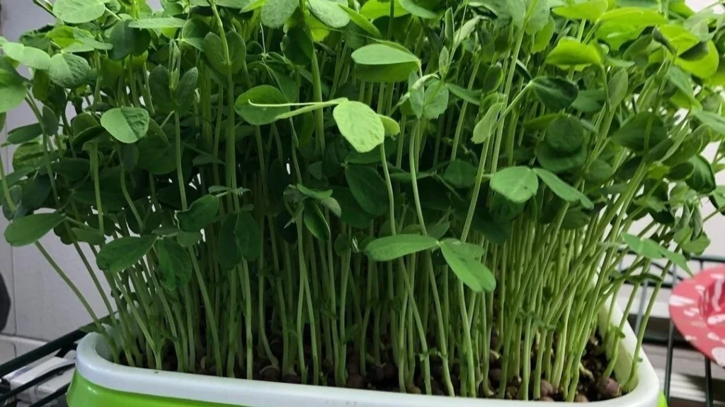 Pea Shoot Microgreens