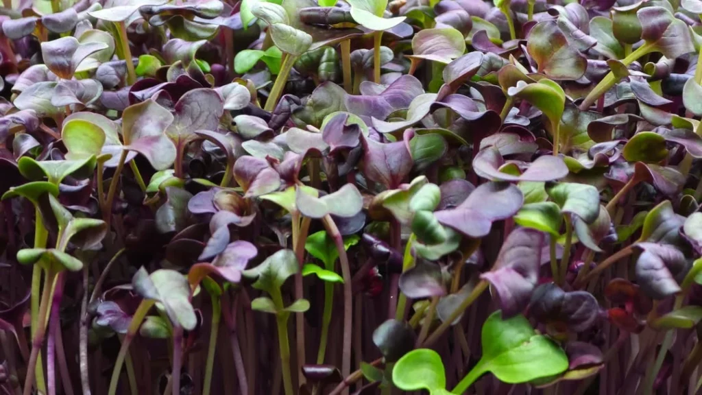 Radish Microgreens