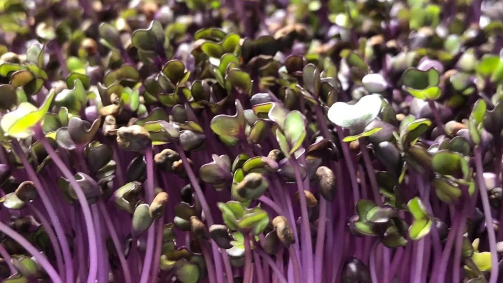 Red Cabbage Microgreens