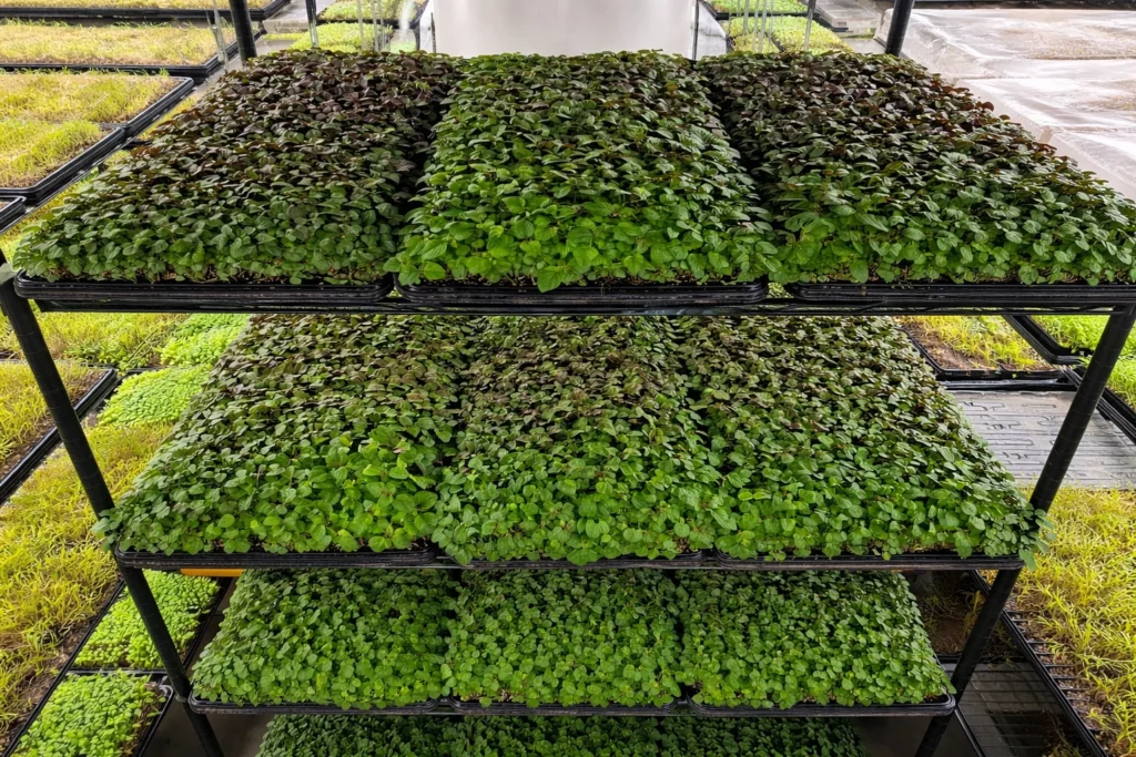 How to Grow Red Shiso Microgreens: Benefits, Recipes & Growing Tips