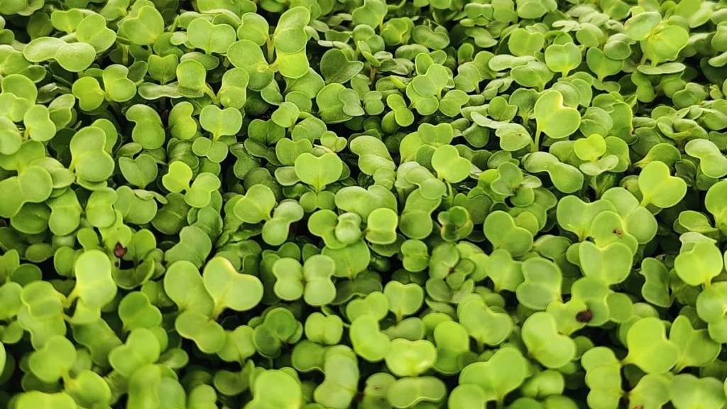 How to Grow Turnip Microgreens at Home: Fast & Easy Guide