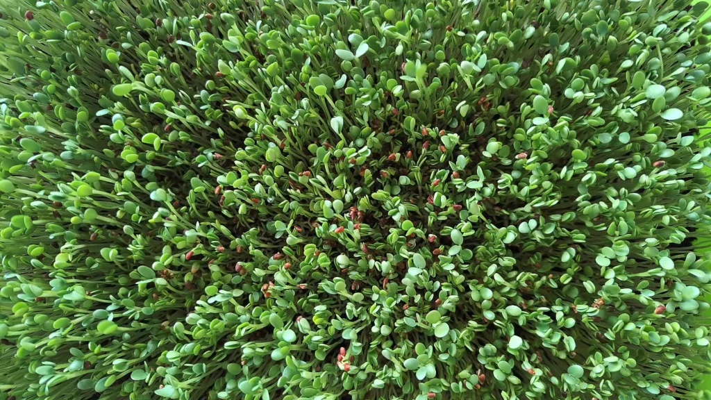 How to Grow Alfalfa Microgreens: A Beginner’s Guide for Healthy Greens