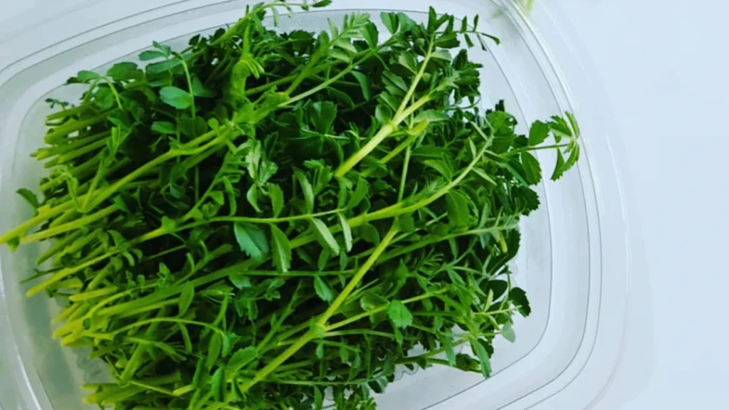 How to Grow Chickpea Microgreens: Health Benefits & Easy Recipes