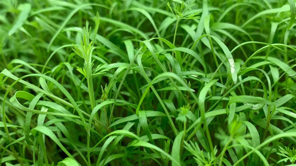 How to Grow Dill Microgreens: Benefits and Easy Recipe