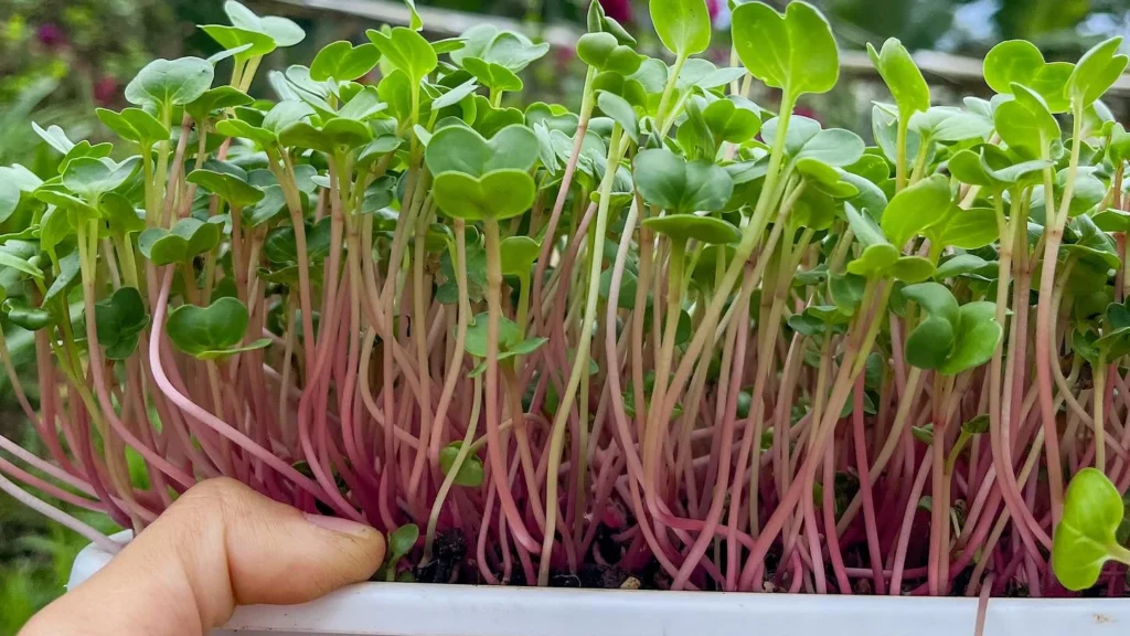 How to Grow Radish Microgreens: Benefits and Easy Recipe