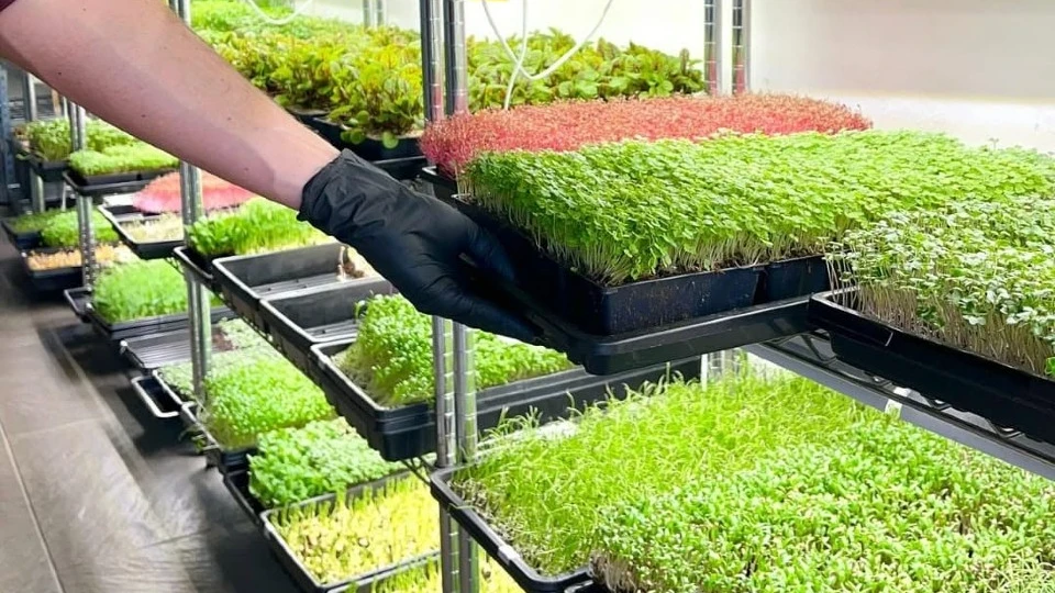 6-Figure Microgreens Setup + Workflow: A Practical, Workflow-First Guide