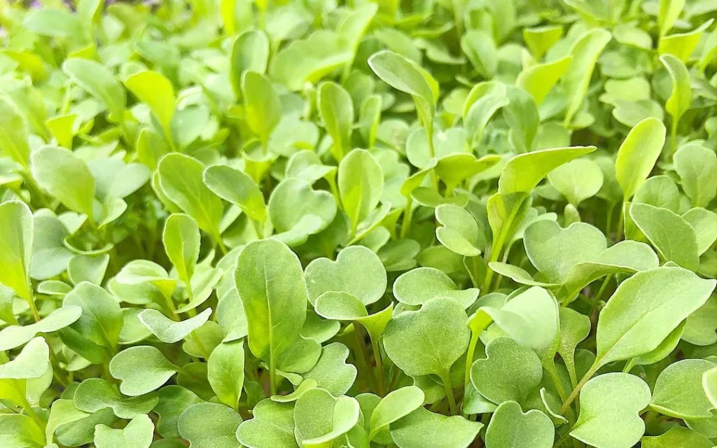 Arugula Microgreens