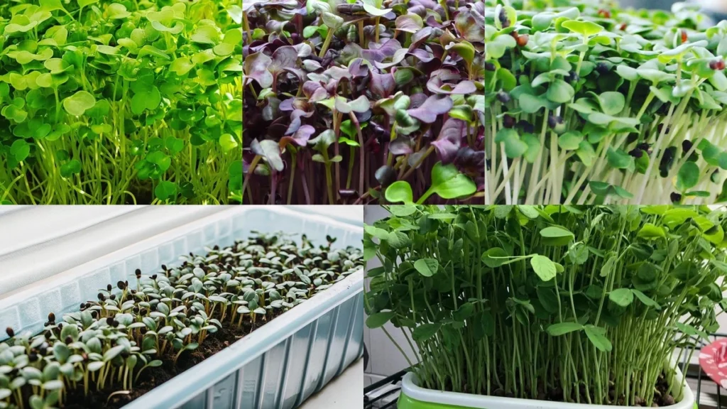 Best sellers for a microgreens business