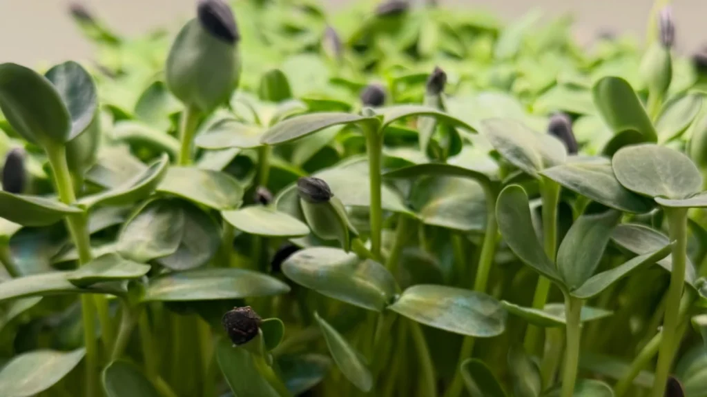 6-Figure Microgreens Setup + Workflow: A Practical, Workflow-First Guide