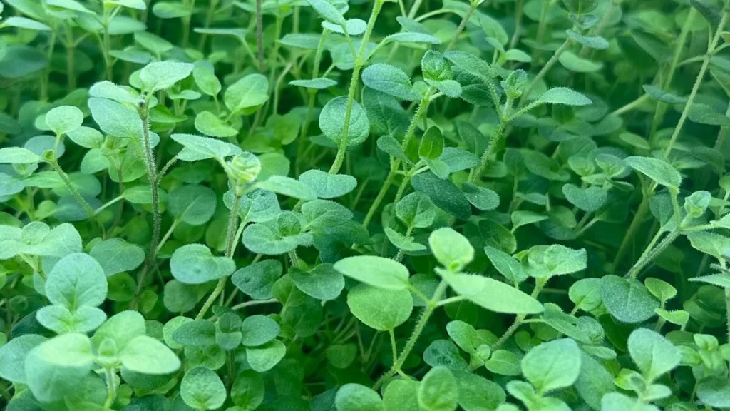 How to Grow Oregano Microgreens at Home: Benefits, Tips & Easy Recipes