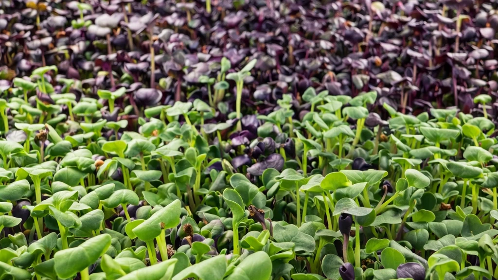 Radish Microgreens