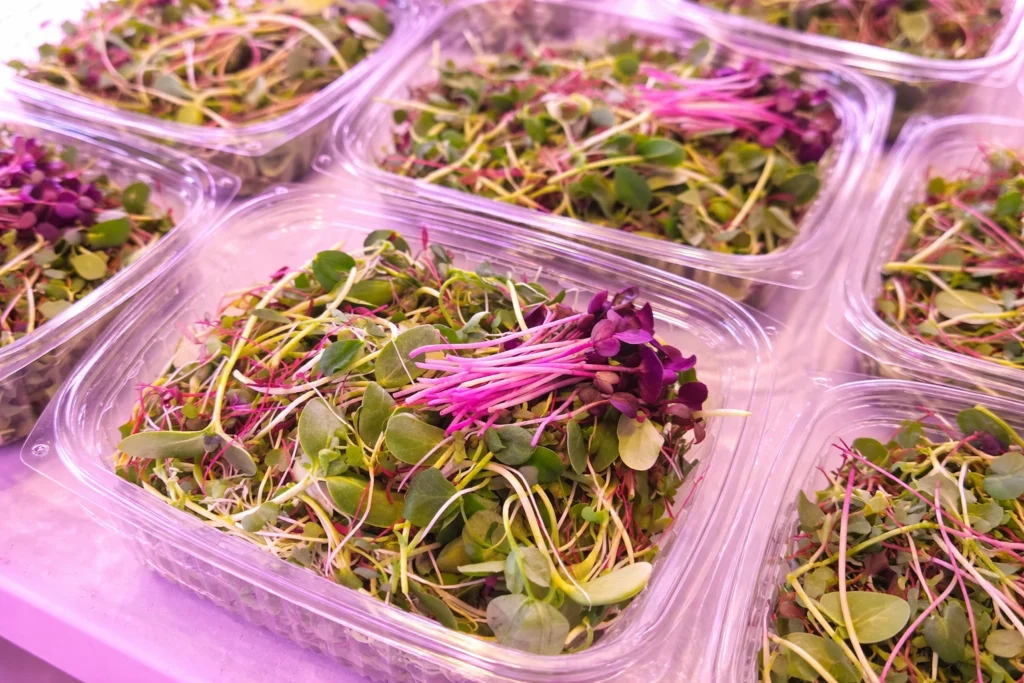 Microgreens Business 2026: What Beginners Need to Know Before Starting