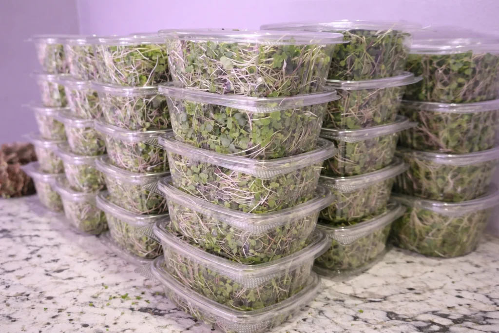 Microgreens Business in 2026: A Smart Side Hustle or Risky Bet?